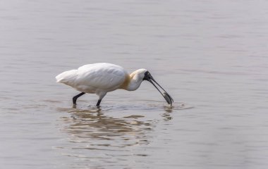 Shenzhen, Çin 'deki Waterland' da Siyah Yüzlü Spoonbill