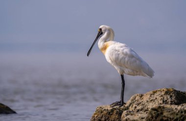 Shenzhen, Çin 'deki Waterland' da Siyah Yüzlü Spoonbill