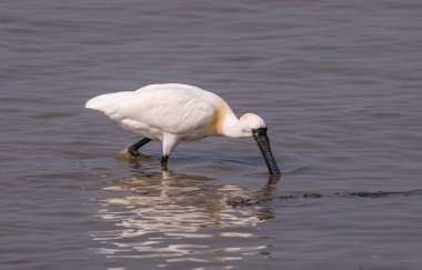Shenzhen, Çin 'deki Waterland' da Siyah Yüzlü Spoonbill