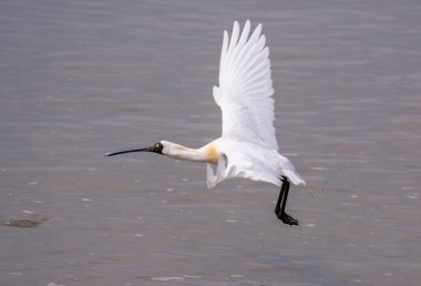 Shenzhen, Çin 'deki Waterland' da Siyah Yüzlü Spoonbill