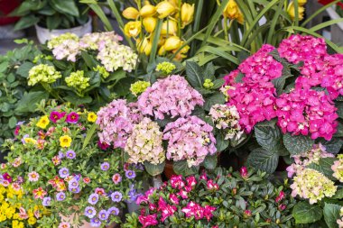 Çiçek açan canlı mor ortanca çiçekleri tencerede