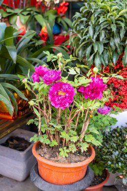 Bahçede pembe şakayık