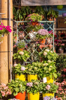 Çiçek açan canlı mor ortanca çiçekleri tencerede