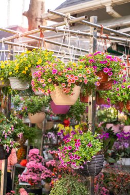 Melez pentunyalar sepette asılı.