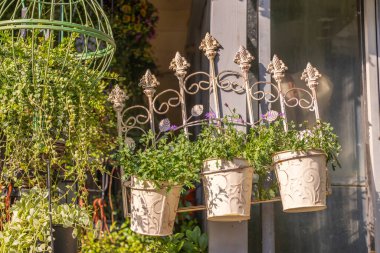 Bahçedeki saksıda büyüyen papatya çiçekleri.