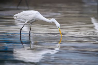 Büyük Akbalıkçıl Gölde balık tutuyor