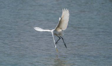 Gölde balık yiyen büyük balıkçıl.