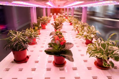 Organik hidroponik çiçek Led Light Kapalı çiftlik, Tarım Teknolojisi ile büyümek