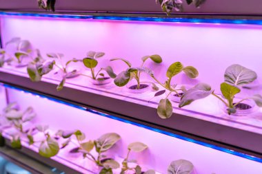 LED Light Indoor çiftliği ve tarım teknolojisi ile organik hidrofonik sebze yetiştiriliyor.