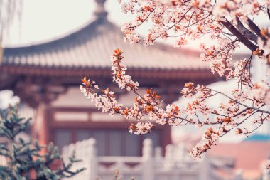 Qing uzun Tapınağı, xi an, Çin geleneksel Çince çatılı kiraz çiçeği.