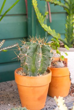 Çiçek bahçesindeki kaktüs sulu.