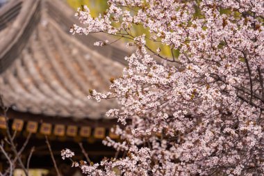 Qing uzun Tapınağı, xi an, Çin geleneksel Çince çatılı kiraz çiçeği.