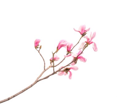 Manolya bahar dalı beyaz arkaplanda izole edildi