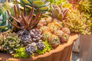 Bahçedeki minyatür sulu bitkiler (sulu kaktüsler)