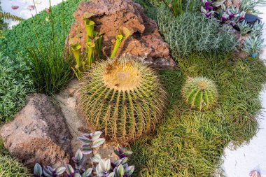 Bahçede doğal arka plan kaktüsleri var.