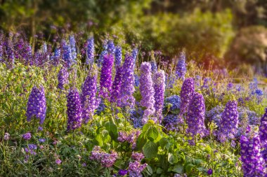 Delinyum çiçekleri bulanık arkaplanda çiçek açıyor.