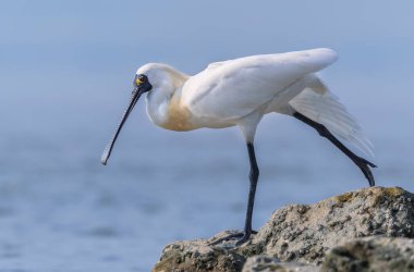 Shenzhen, Çin 'deki Waterland' da Siyah Yüzlü Spoonbill
