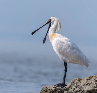 Shenzhen, Çin 'deki Waterland' da Siyah Yüzlü Spoonbill