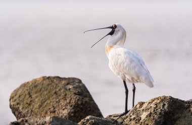 Shenzhen, Çin 'deki Waterland' da Siyah Yüzlü Spoonbill