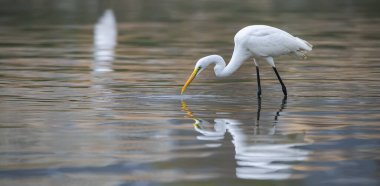 Akbalıkçıl gölün sığ kenarında balık arıyor.