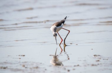 Kara Kanatlı Stilt Sığ Suda (Himantopus himantopus) Wader Bird Stilt