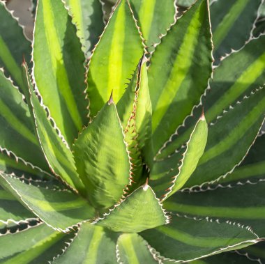 Çiçek açan Agave çalı dokusu Doğal hat deseni olarak tropikal bitki