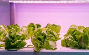 LED Light Indoor çiftliği ve tarım teknolojisi ile organik hidrofonik sebze yetiştiriliyor.