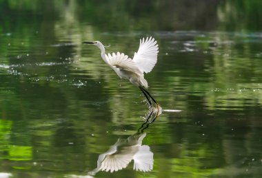 Karlı Akbalıkçıl Gölün sığ kenarında balık arıyor