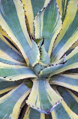 Agave attenuata bitki doğası simetri kalıbı makrosu ayrıntıları