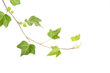 sarmaşık beyaz arkaplanda izole edildi