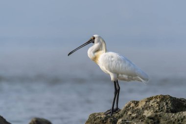 Shenzhen, Çin 'deki Waterland' da Siyah Yüzlü Spoonbill