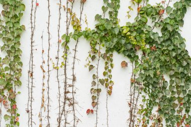 Beyaz duvarda küçük yeşil yapraklı sarmaşık dalı