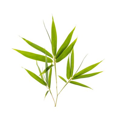 Beyaz arkaplanda izole edilmiş bambu yaprakları