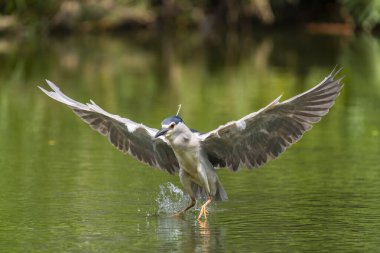 Yetişkin Siyah Taç Giyen Gece Balıkçıl (Nycticorax nycticorax hoactli) bataklıklar üzerinde uçar