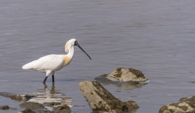 Siyah yüzlü kaşık gagası ve sulak arazide yiyecek arayan martı.