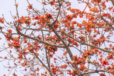 Çiçek açması itx ceiba ağacı veya kırmızı ipek pamuk çiçek şube