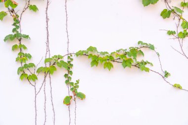 sarmaşık beyaz arkaplanda izole edildi