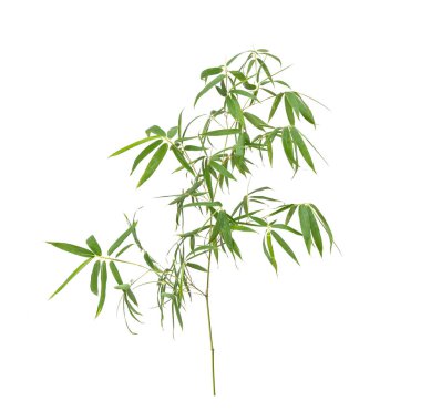 Beyaz arkaplanda izole edilmiş bambu yaprakları