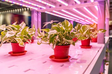 Organik hydroponic Devils sarmaşık Led Light Kapalı çiftlik, Tarım Teknolojisi ile büyümek