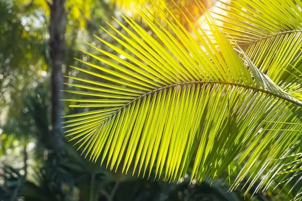 Güneş ışığında yeşil palmiye yaprağı