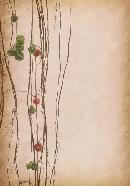 vine on old paper background