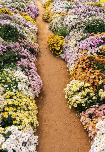path leading through a collection of chrysanthemums garden.