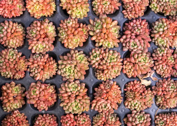 Minyatür sulu bitkiler (sulu kaktüs) arka plan