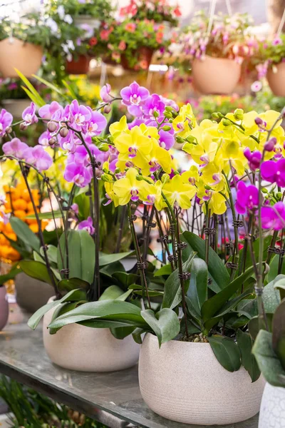 Flowers Beautiful Purple Orchid Phalaenopsis — Stock Photo, Image