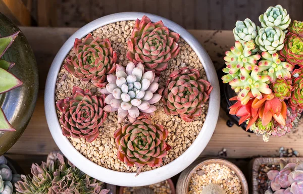 Miniature succulent plants (succulent cactus) background