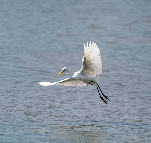 Great egret on the lake eating fish