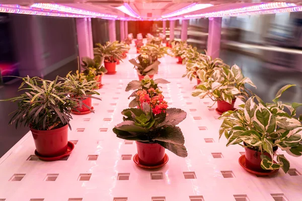 Organic hydroponic flower grow with LED Light Indoor farm,Agriculture Technology