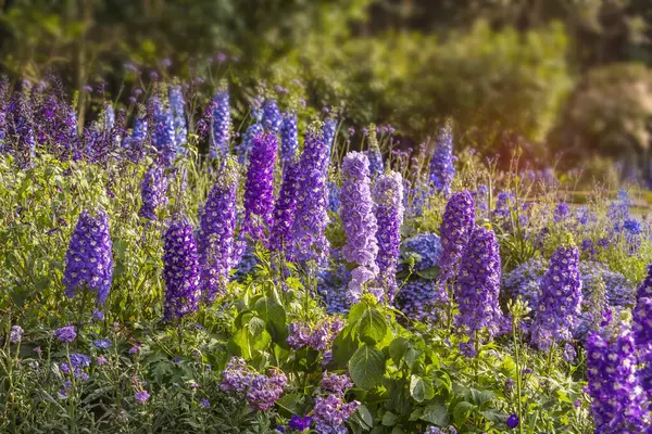Delinyum çiçekleri bulanık arkaplanda çiçek açıyor.