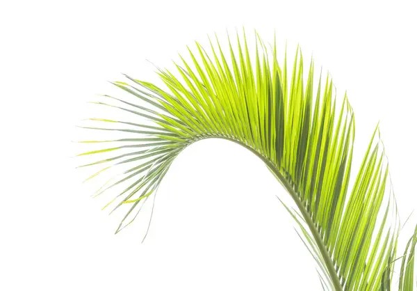 Palm Tree Isolated White Background — Stock Photo, Image
