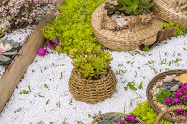 Bahçedeki minyatür sulu bitkiler (sulu kaktüsler)